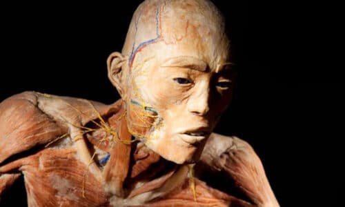 Pós Graduação em Anatomia Humana de Cabeça e Pescoço